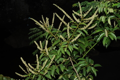 Gouania microcarpa